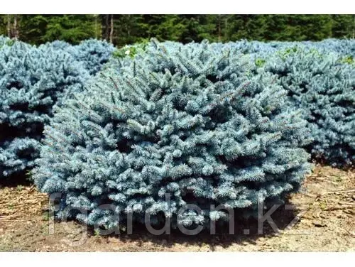 Ель колючая Glauca Globosa Код: 9