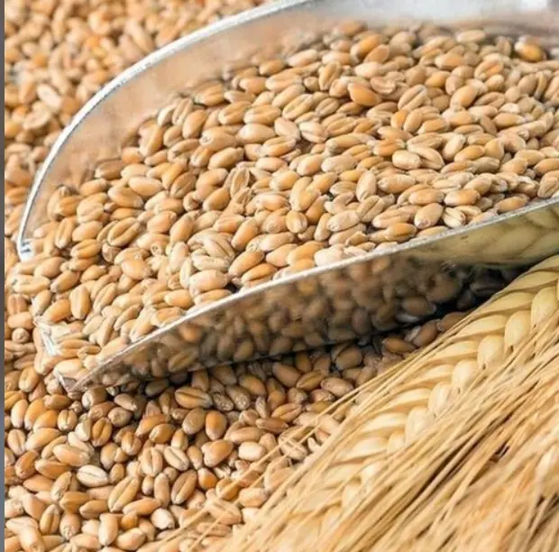 Продам зерно 3 класс 28 клей