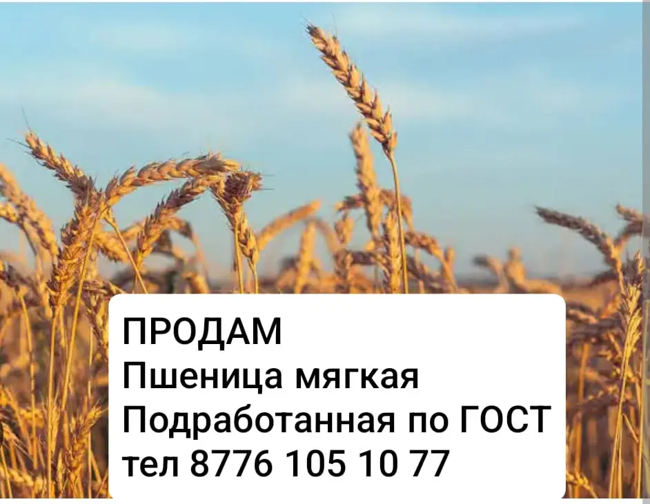 Продам пщеницу