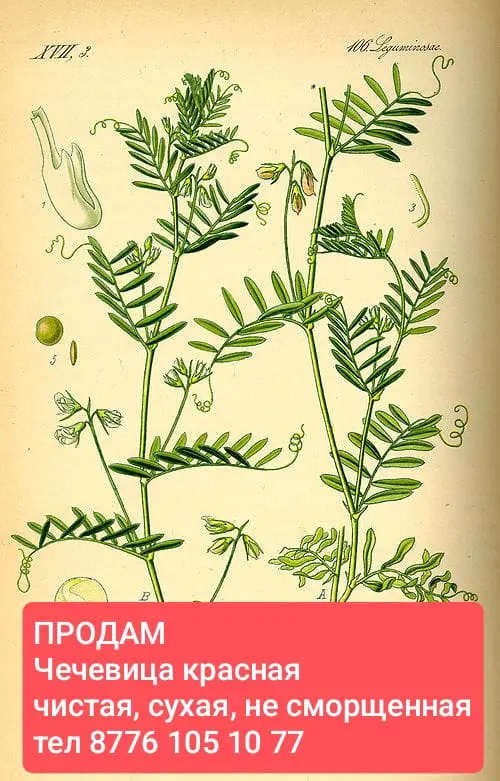 Продам чечевицу