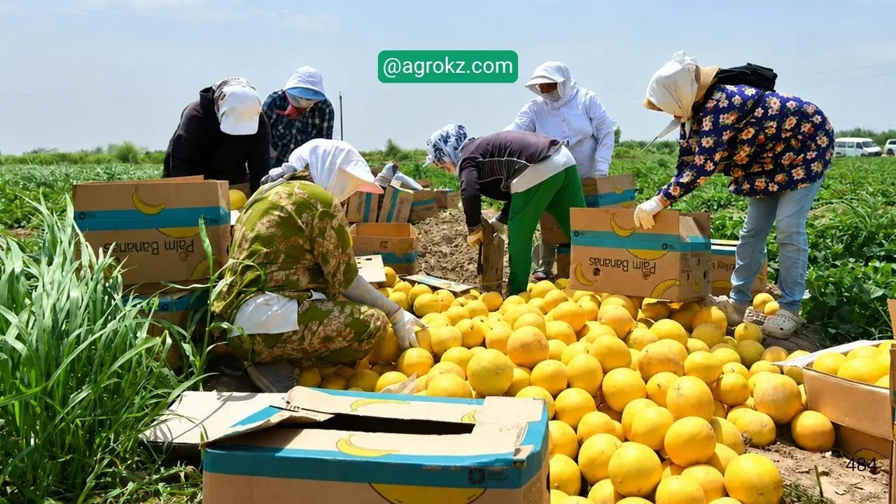 Жетісайда қауын пісті: Шаруалар егістіктен 65 тонна өнім жинады!