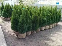 Туя для благоустройства и озеленения территории