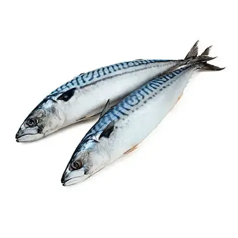 Скумбрия