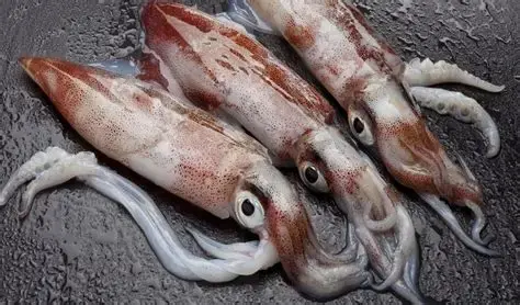 Кальмар