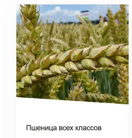 Пшеница всех классов
