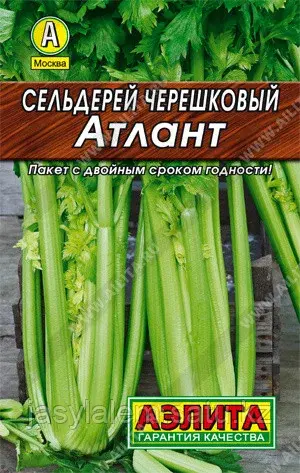 Сельдерей черешковый Атлант