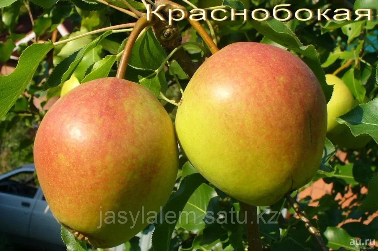 Груша Краснобокая