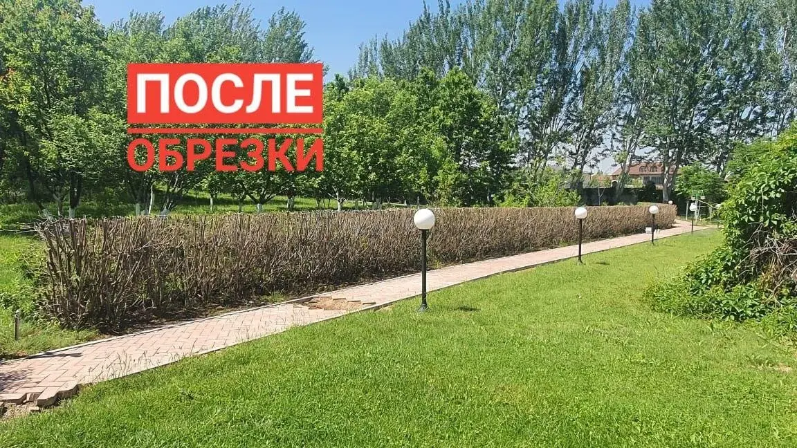 Фигурная стрижка кустарников