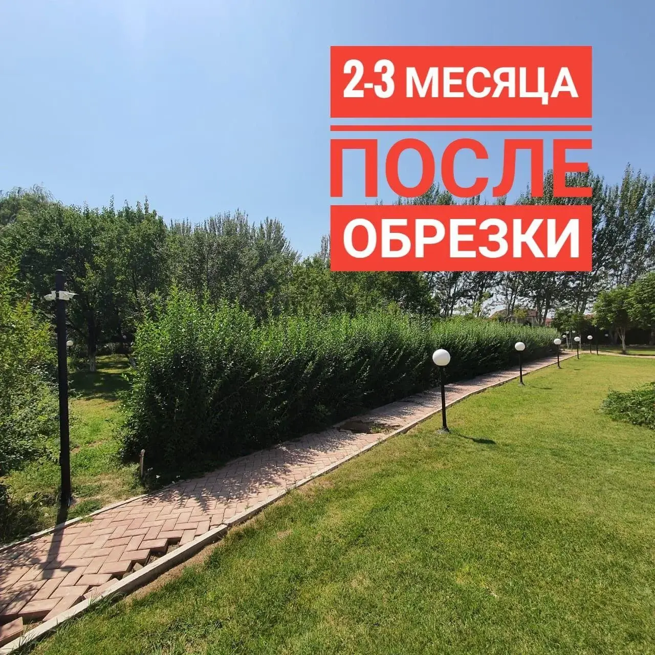 Фигурная стрижка кустарников