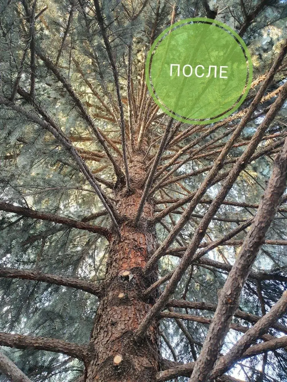 Стрижка можевельника