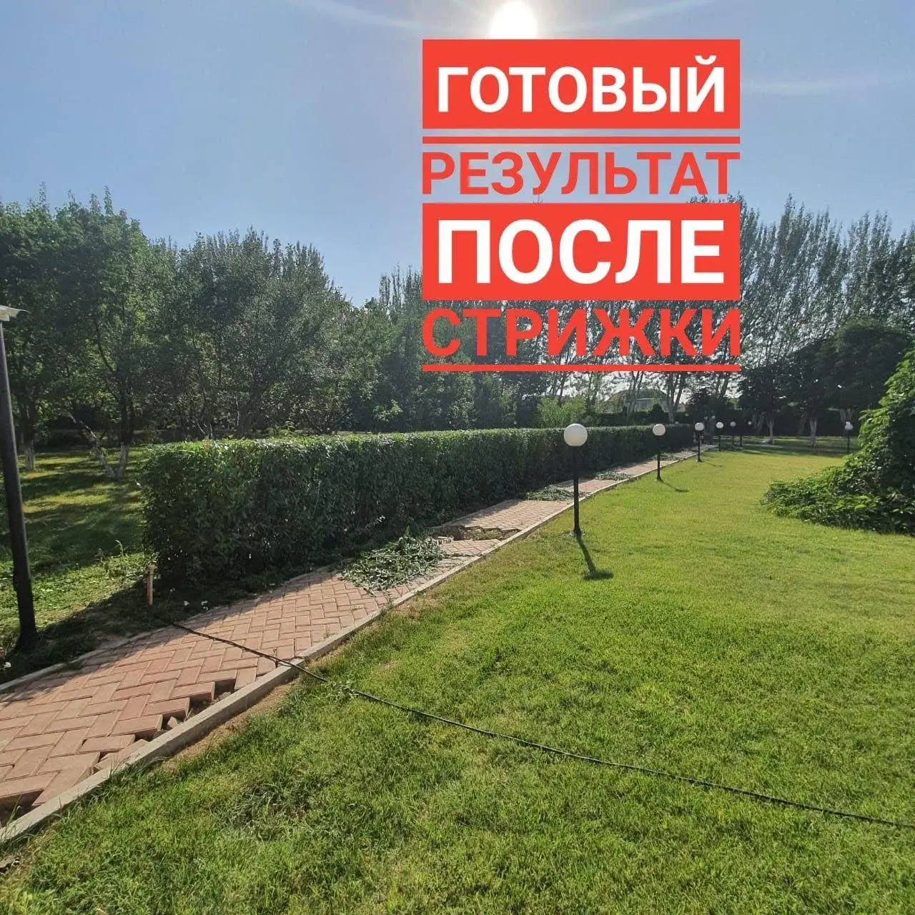 Стрижка и обрезка живой изгороди