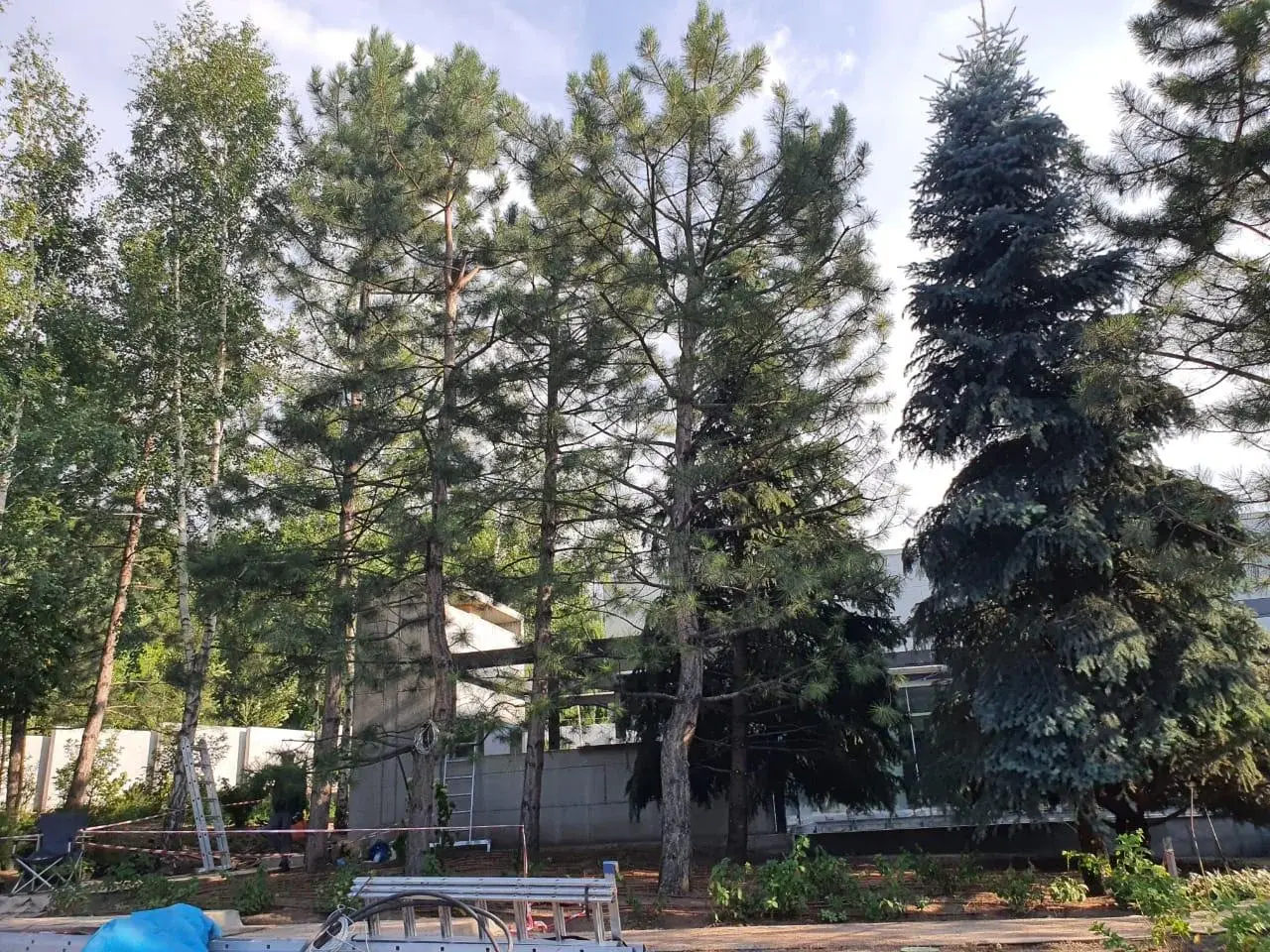 Стрижка хвойных деревьев