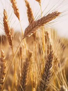 Продам пшеницу. КХ «Расцвет». Качество хорошее, объём договорной.