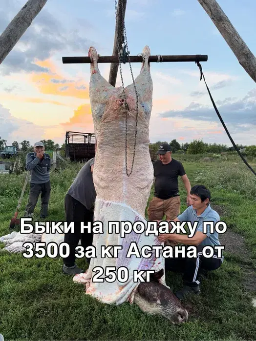 Говядина мясо молодняк оптом