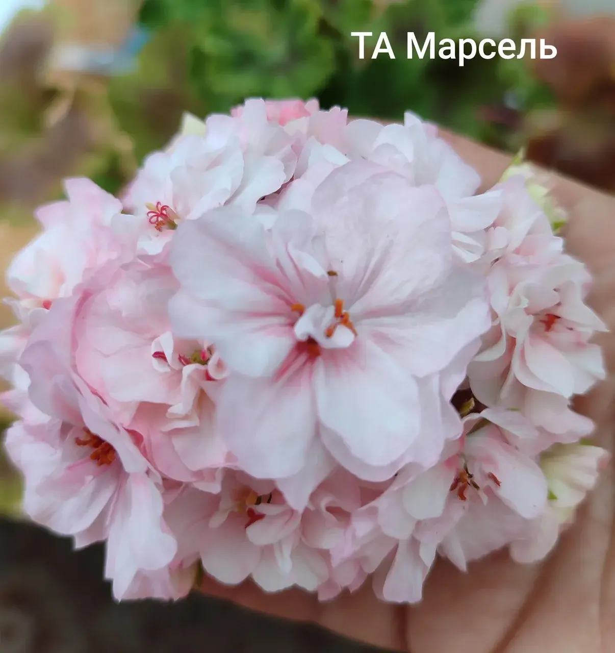 Пеларгония ТА Марсель (укоренённый черенок)