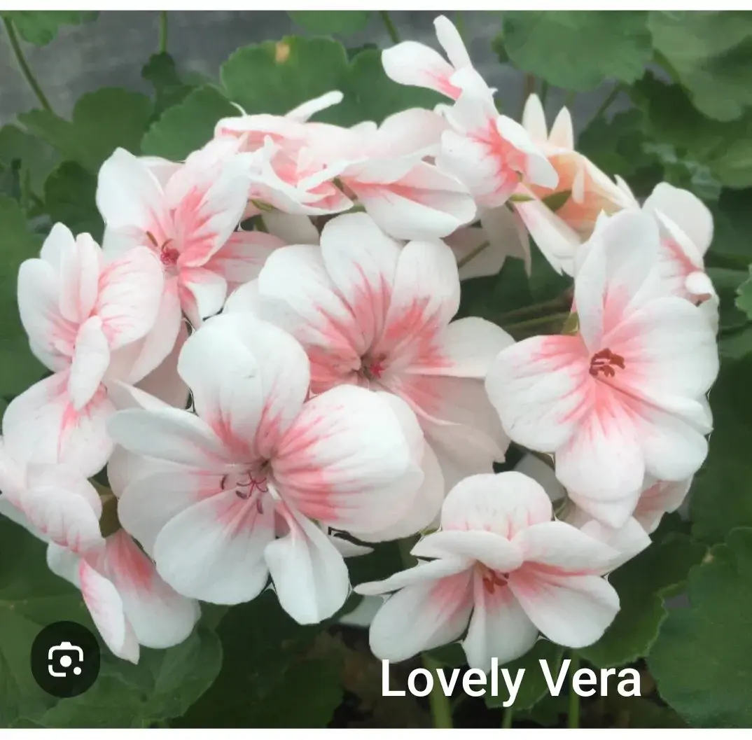 Зональная пеларгония ZA Lovely Vera