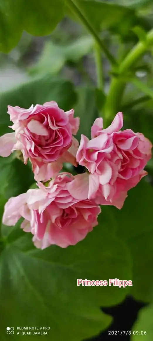 Пеларгония Princess Philippa (укорененный черенок)