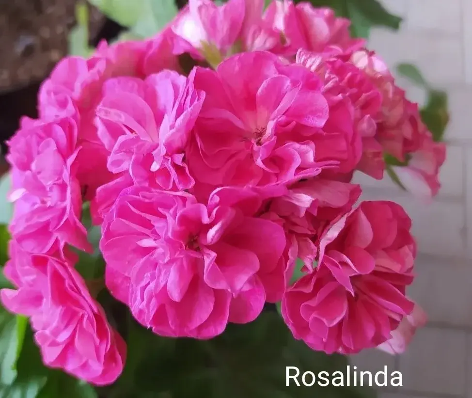 Пеларгония Rosalinda (укоренённый черенок)