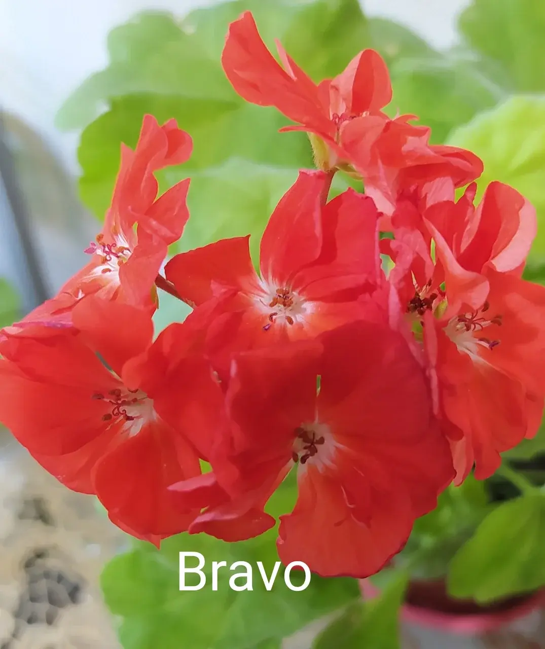 Пеларгония Bravo (молодой взрослый куст)