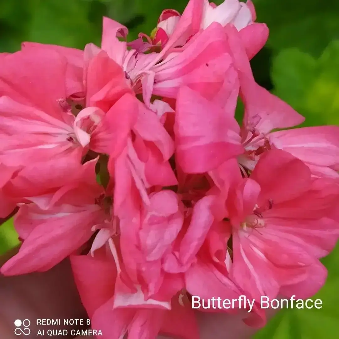 Пеларгония Butterfly bonface (укорененный черенок)
