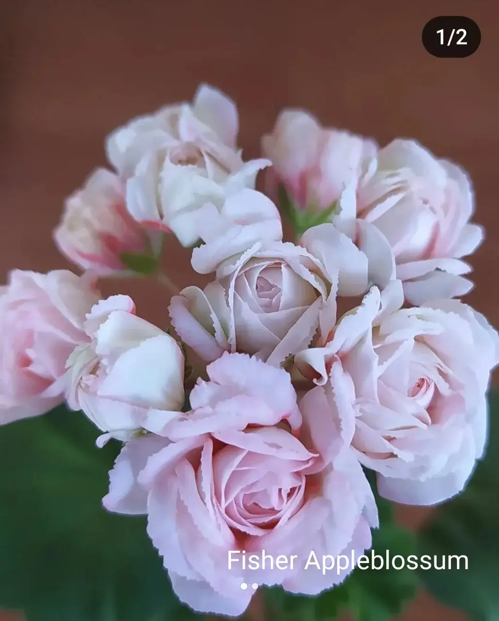 Пеларгония Fisher Appleblossum (укорененный черенок)