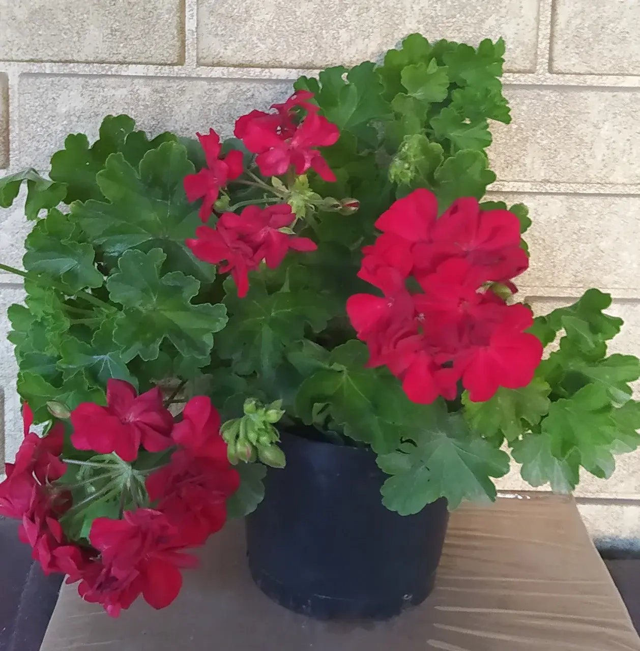 Пеларгония Calliope dark red (подрощенный куст)
