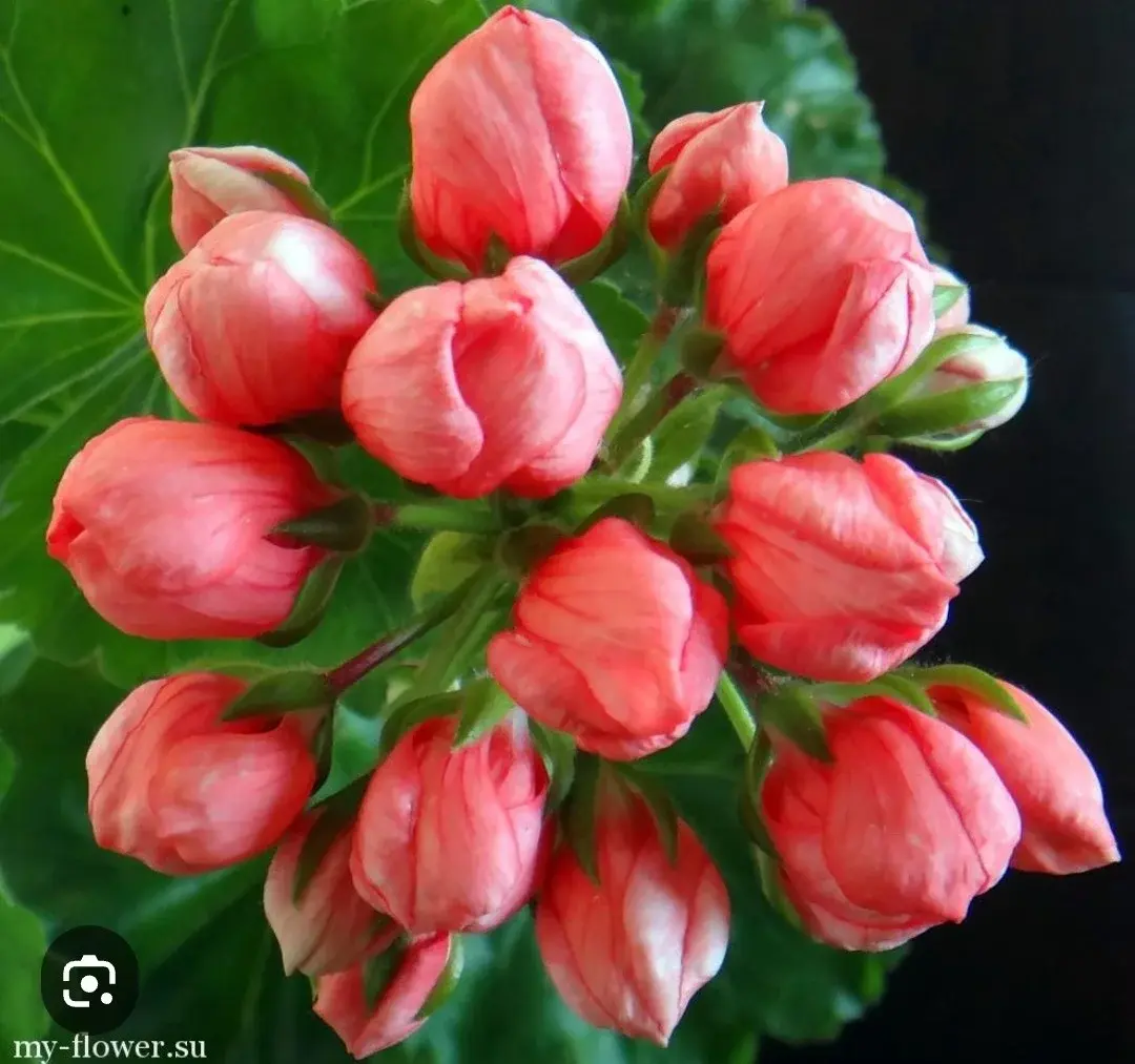 Пеларгония Red Pandora (укорененный черенок)