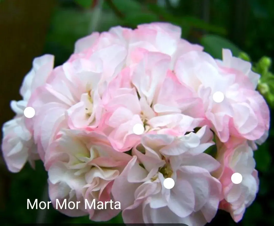 Зональная пеларгония Jargeshus Mor Mor Marta