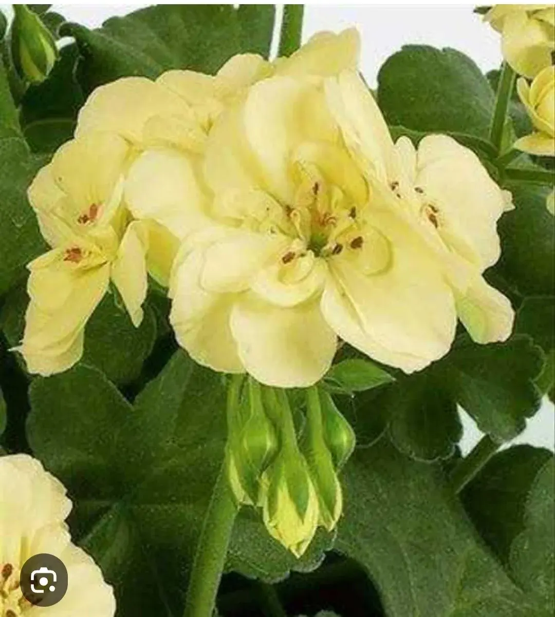 Зональная пеларгония желтая First yellow (укоренённый черенок)