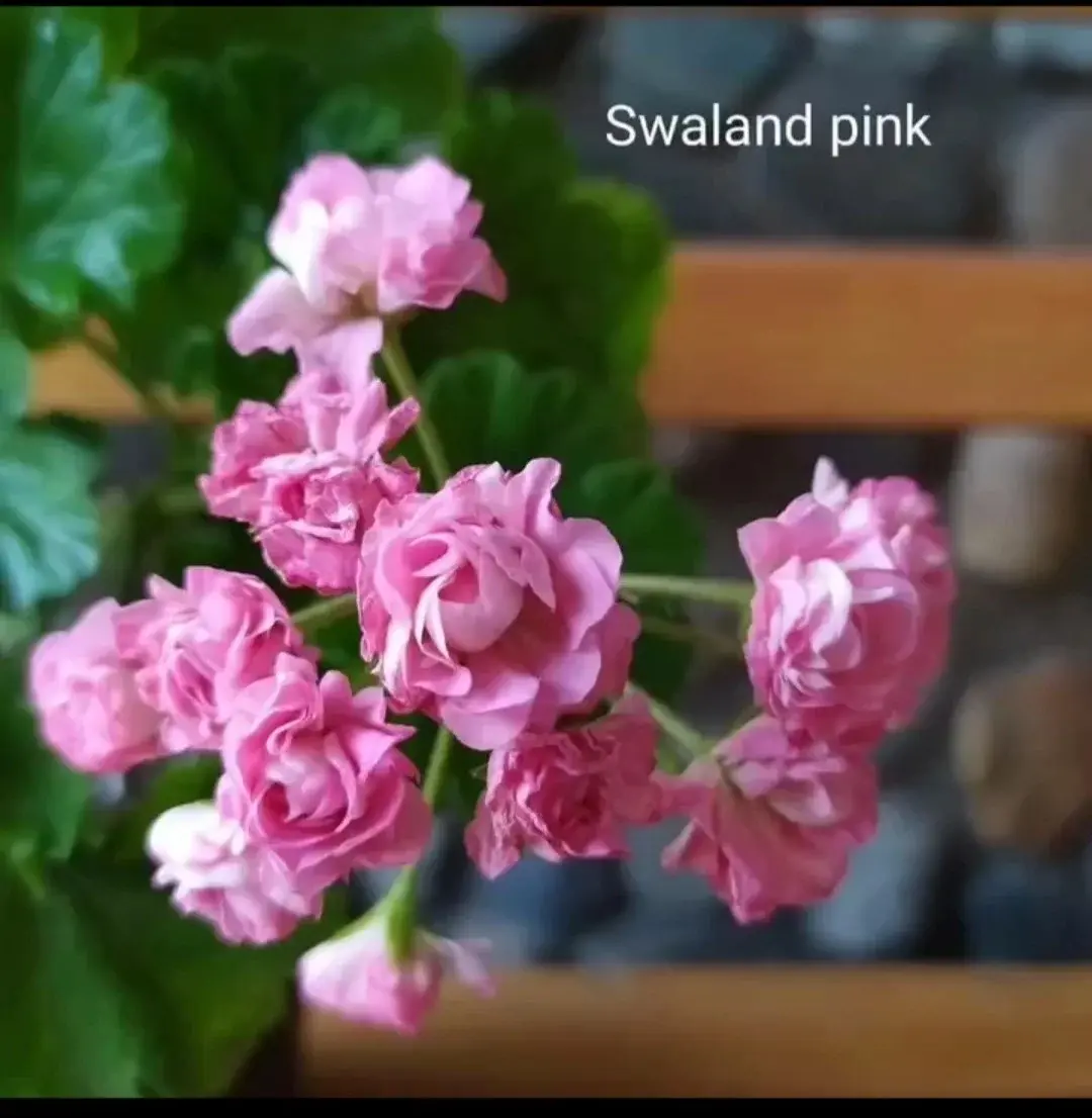 Зональная пеларгония Swaland Pink (укоренённый черенок)