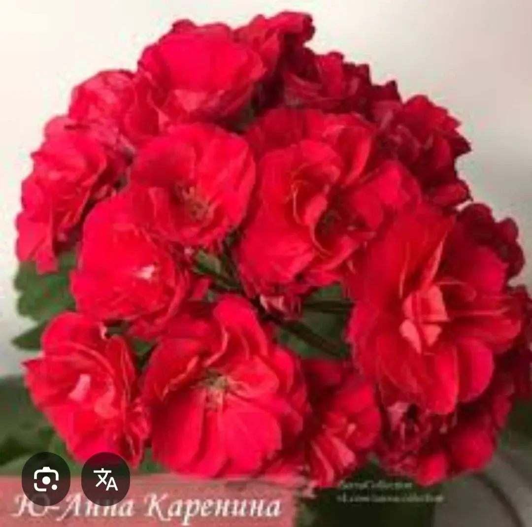 Зональная пеларгония Ю Анна Каренина (укоренённый черенок)