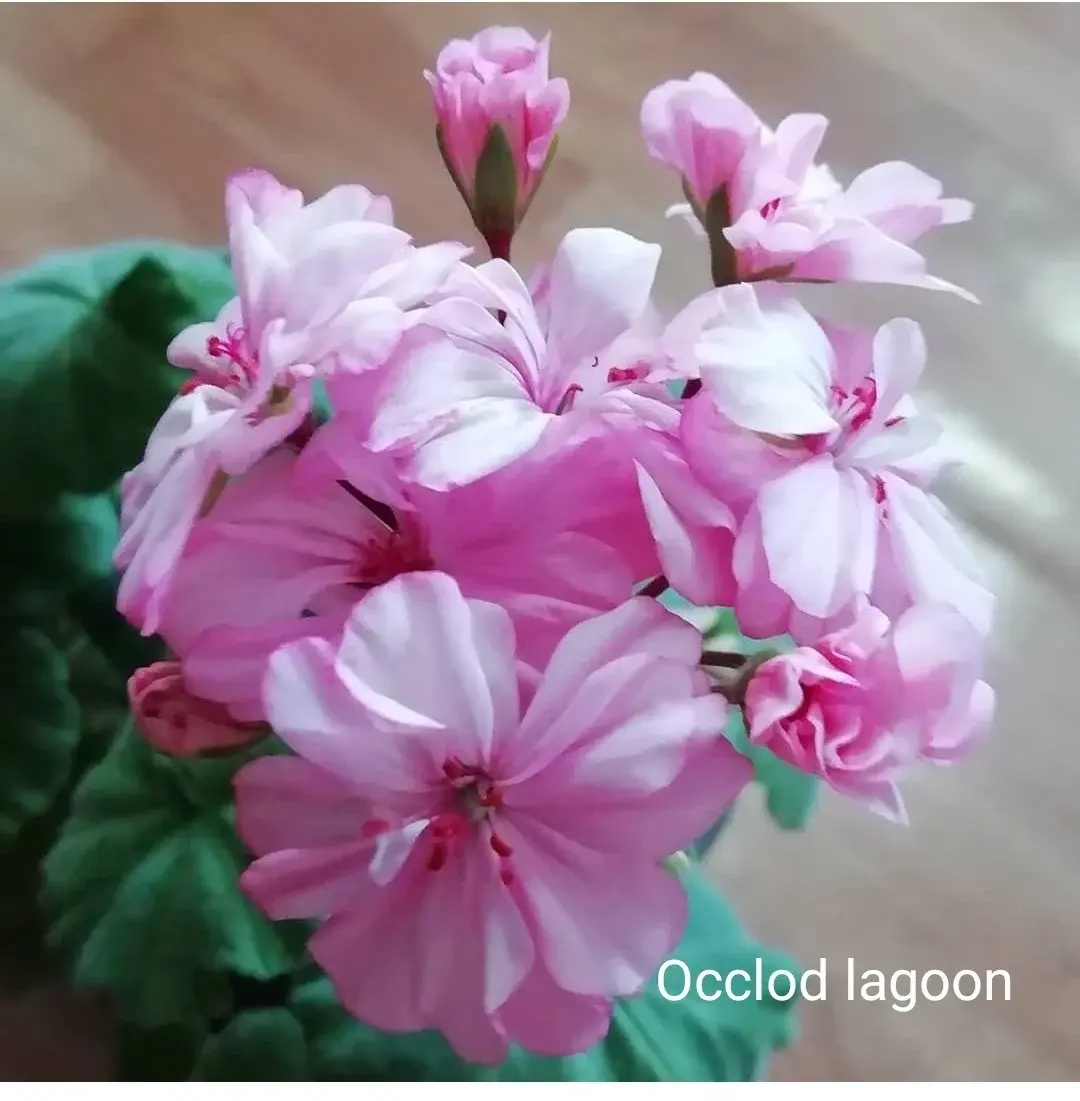 Зональная пеларгония Occlod lagoon (укоренённый черенок)