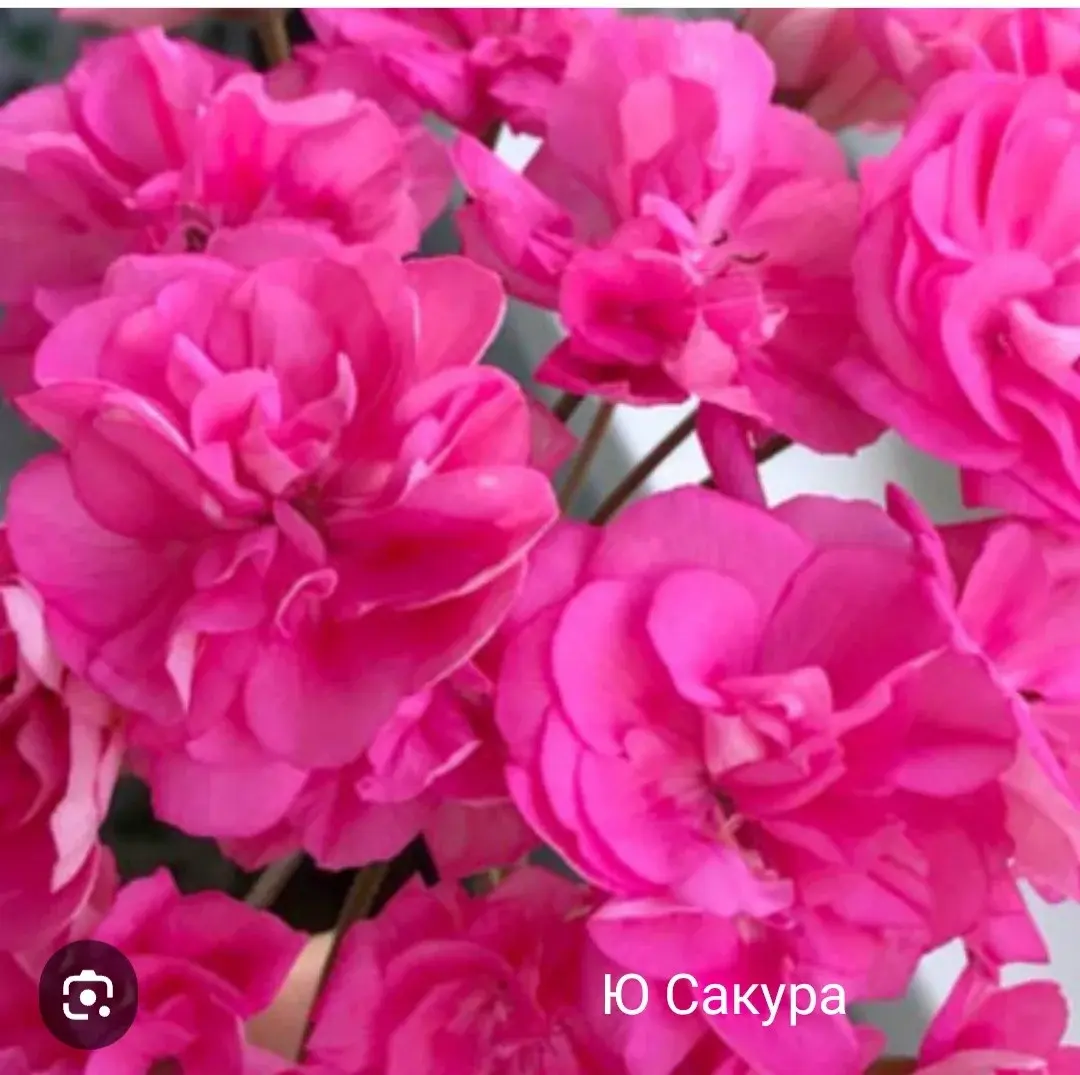 Пеларгония Ю Сакура (укоренённый черенок)