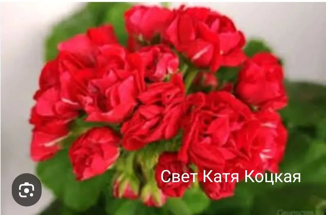 Пеларгония Свет Катя Коцкая ( молодой взрослый куст)