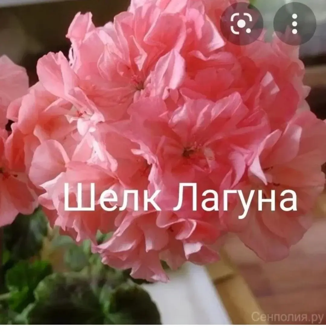 Пеларгония Шелк Лагуна
