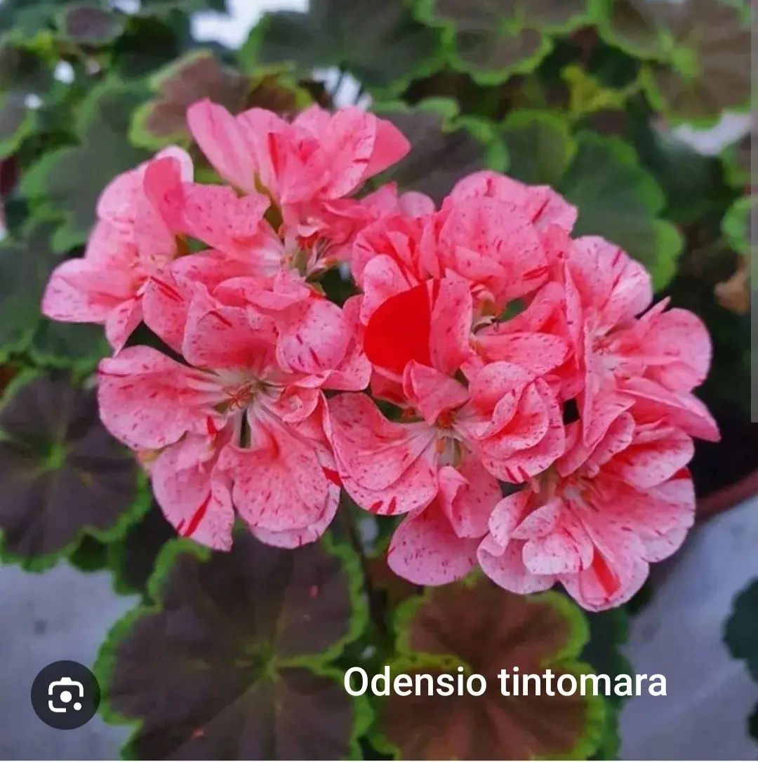 Пеларгония Odensio Tintomara