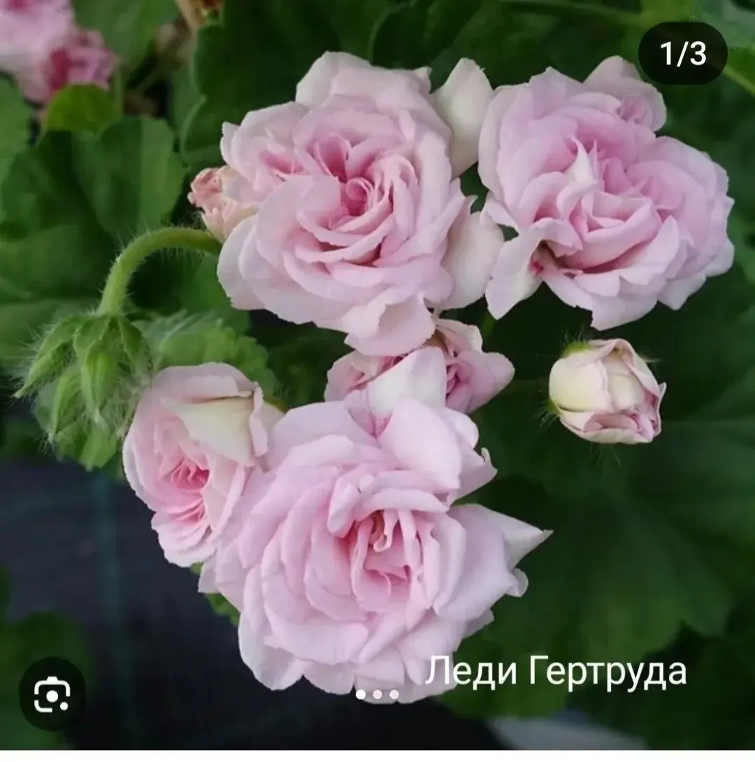 Пеларгония Леди Гертруда (укоренённый черенок)