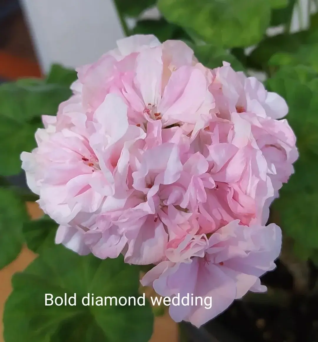 Пеларгония Bold diamond wedding (молодой взрослый куст)