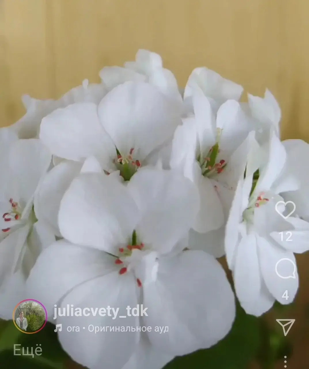 Пеларгония зональная "Белая " (усл.)