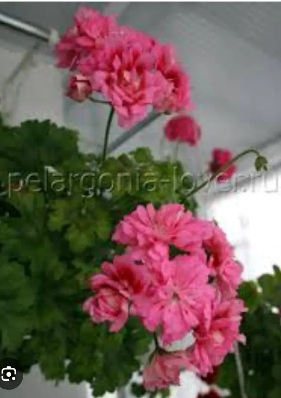 Пеларгония Unicorn Zonartic Rose (молодой взрослый куст)