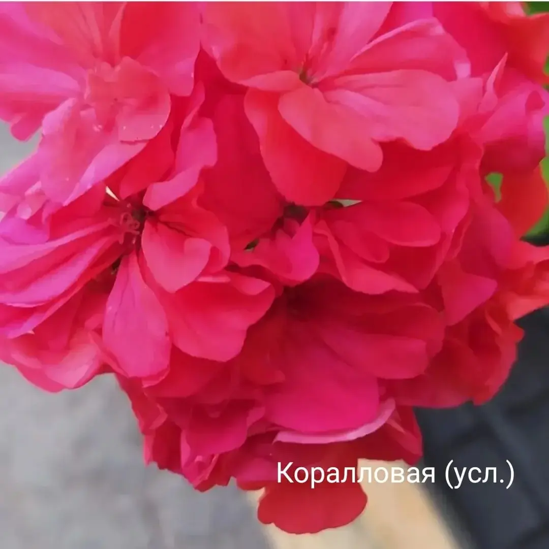Пеларгония Коралловая (усл.). (молодой взрослый куст)