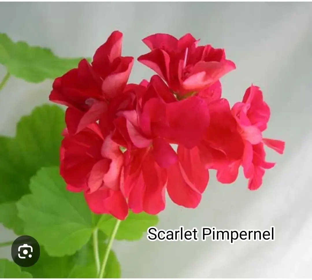 Пеларгония Scarlet Pimpernel (укоренённый черенок)