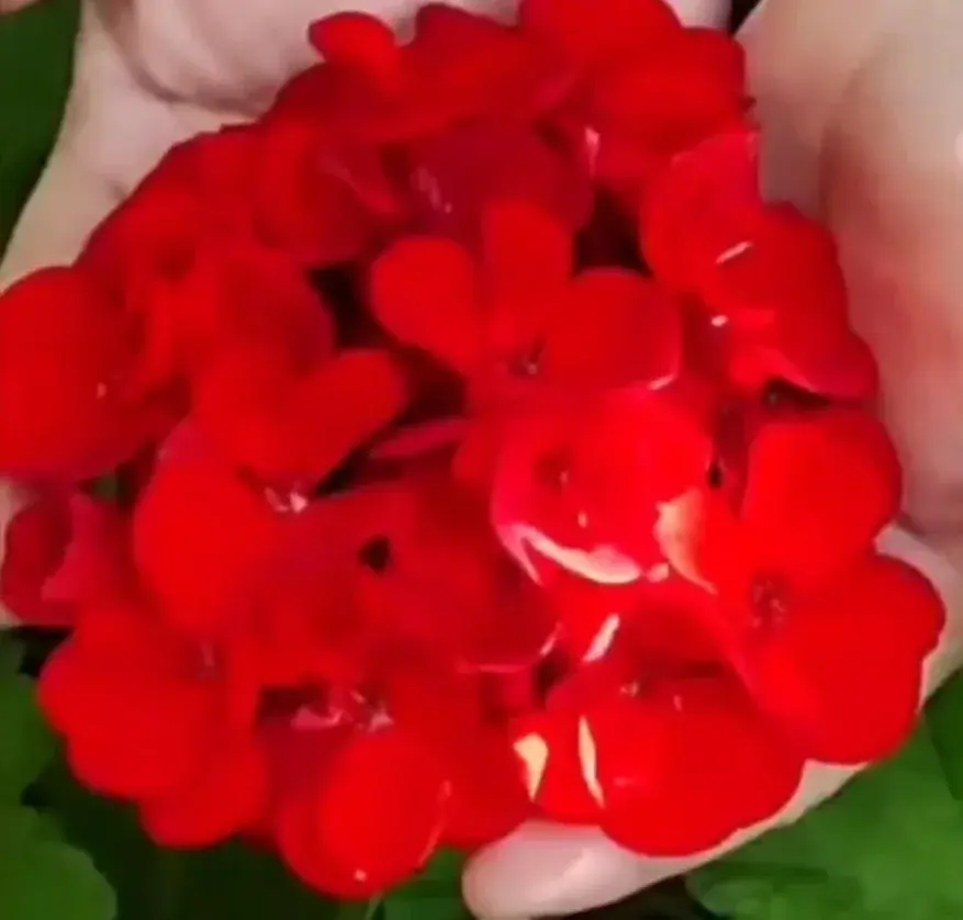 Пеларгония красная крупная (усл.) (укоренённый черенок)