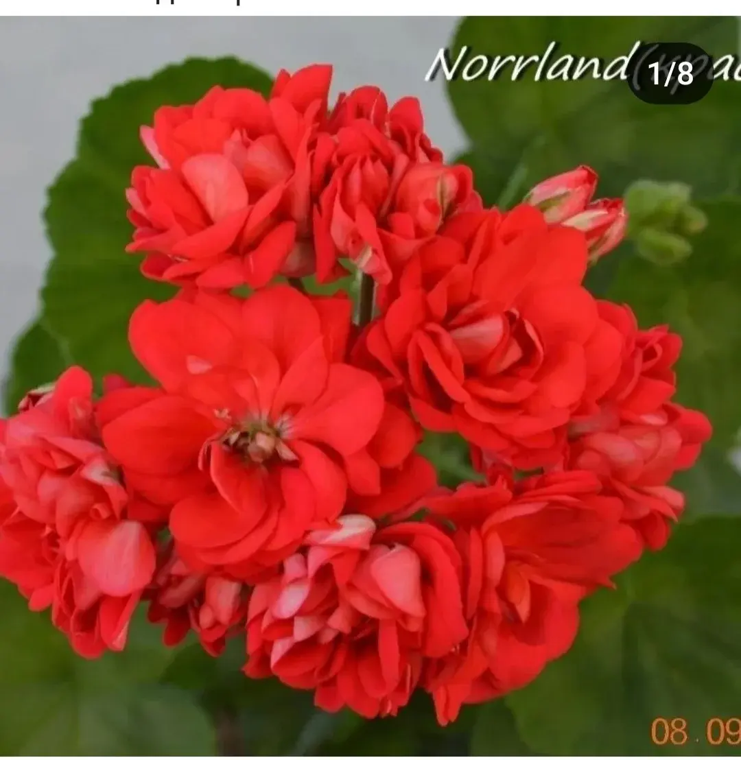 Пеларгония Norrland red (укоренённый черенок)
