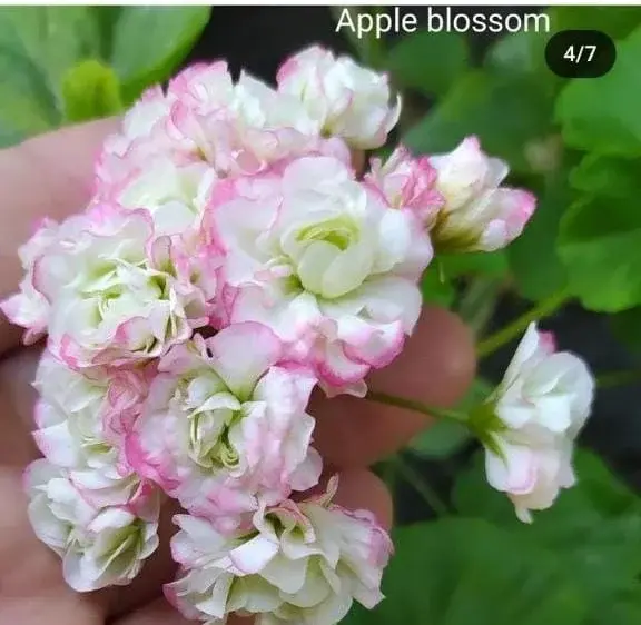 Пеларгония Appleblossum (укоренённый черенок)