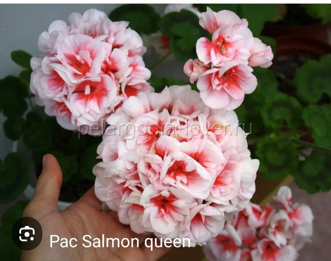 Пеларгония Pac Salmon Queen (укоренённый черенок)