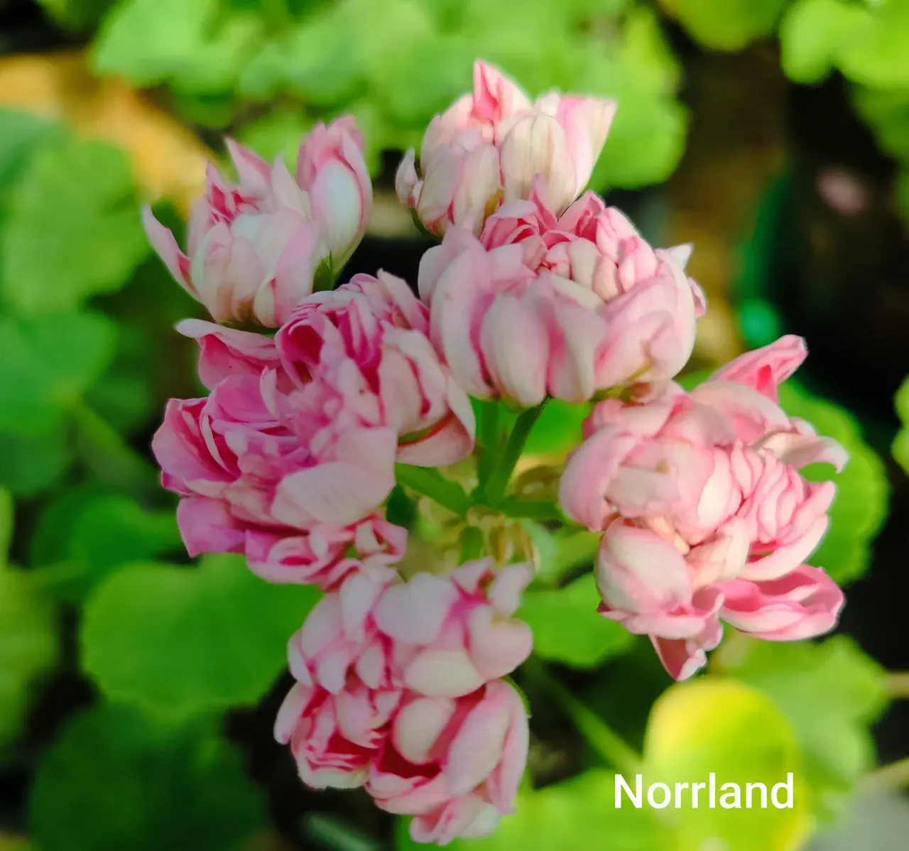 Пеларгония Norrland (укоренённый черенок)