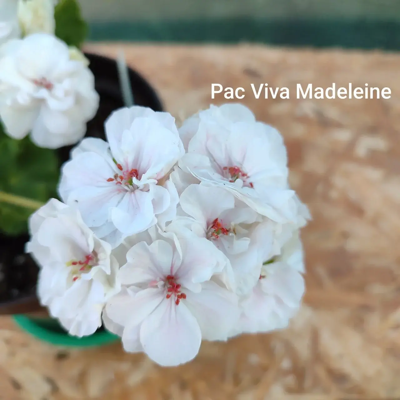 Пеларгония Pac Viva Madeleine (укоренённый черенок)