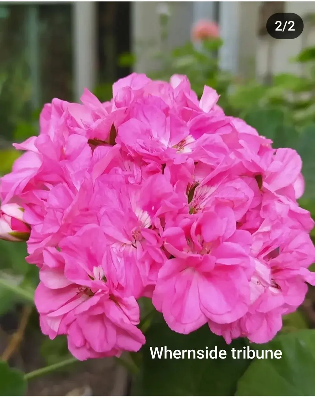 Пеларгония Whernside tribune ( укоренённый черенок)