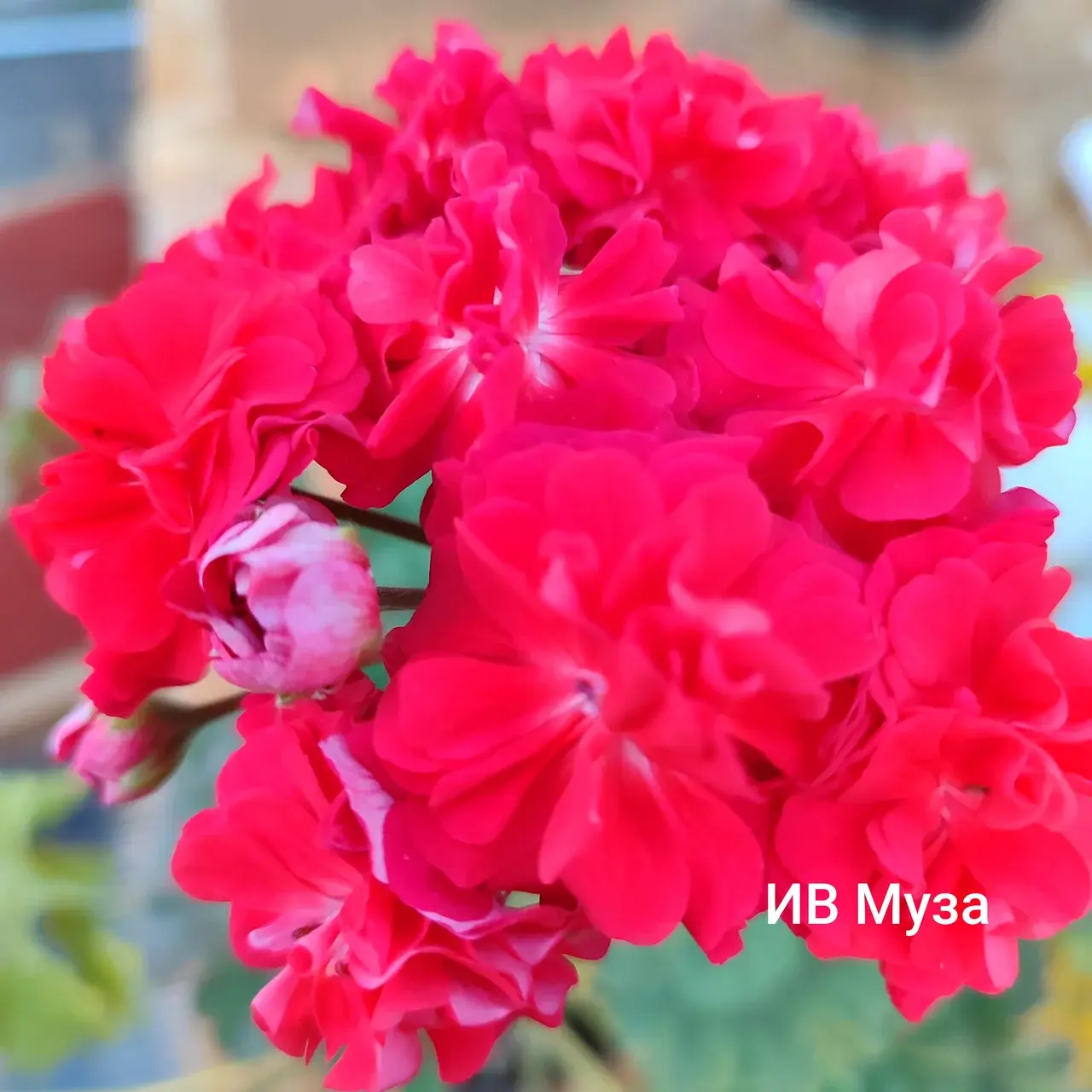 Пеларгония ИВ Муза